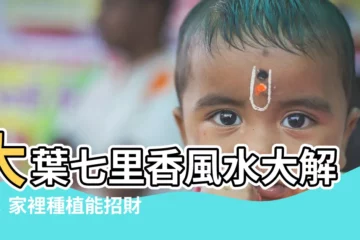 【大葉七里香風水】大葉七里香風水大解密：家裡種植能招財旺運？