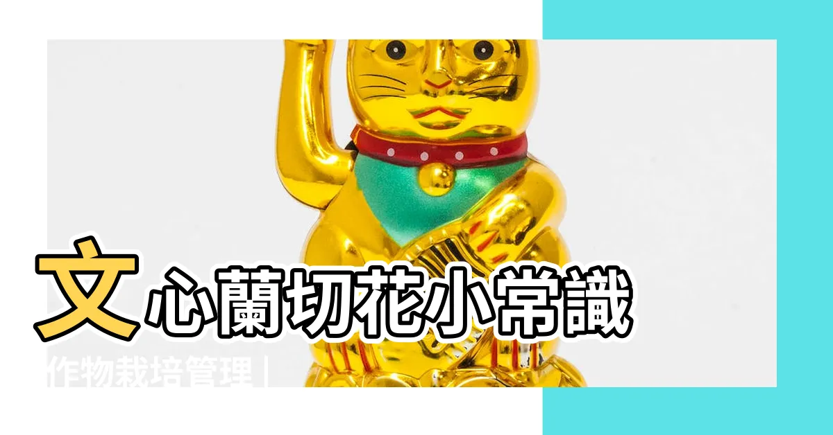 【文心蘭切花照顧】文心蘭切花小常識 |作物栽培管理 |花心蒔光 |