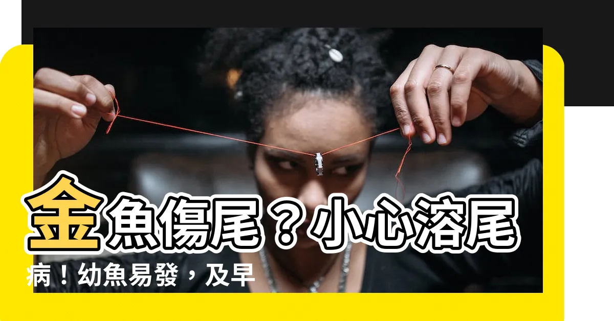 【金魚溶尾】金魚傷尾？小心溶尾病！幼魚易發，及早發現預防擴散！