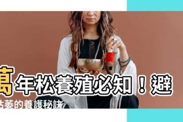 【萬年松枯萎】萬年松養殖必知！避免枯萎的養護秘訣