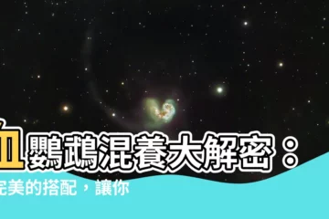 【血鸚鵡 混養】血鸚鵡混養大解密：最完美的搭配，讓你缸裡樂融融！