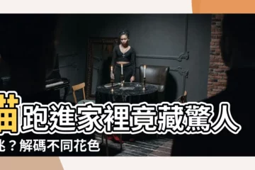 【貓跑進家裡】貓跑進家裡竟藏驚人徵兆？解碼不同花色的貓帶來的好運