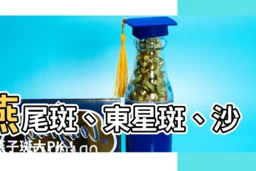 【燕子班】燕尾斑、東星斑、沙巴燕子斑大PK！