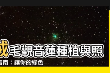 【絨毛觀音蓮】絨毛觀音蓮種植與照護指南：讓你的綠色天鵝絨栩栩如生