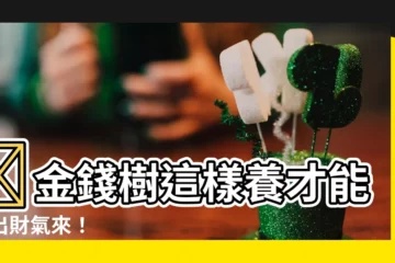【金錢樹盆栽】📣金錢樹這樣養才能養出財氣來！