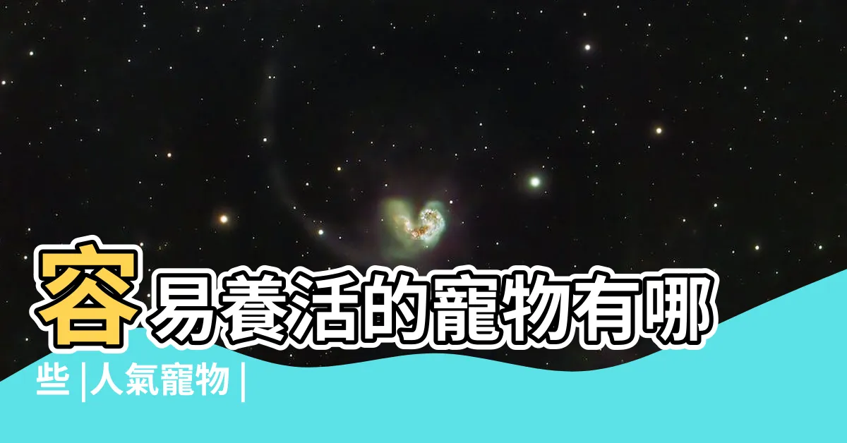【可以養的寵物】容易養活的寵物有哪些 |人氣寵物 |偷養在房間 |