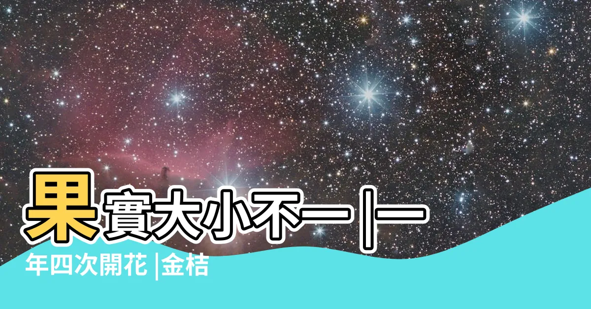 【金桔花】果實大小不一 |一年四次開花 |金桔的四季花果 |