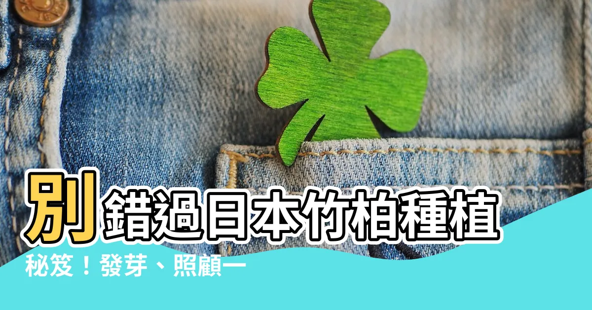 【日本竹柏】別錯過日本竹柏種植秘笈！發芽、照顧一把罩