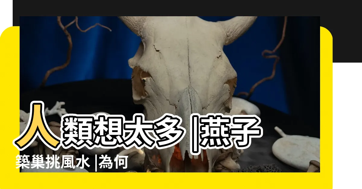 【燕子的巢】人類想太多 |燕子築巢挑風水 |為何現在的 |