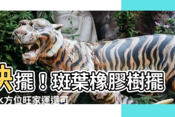 【斑葉橡膠樹風水】快擺！斑葉橡膠樹擺風水方位旺家運還可保平安健康