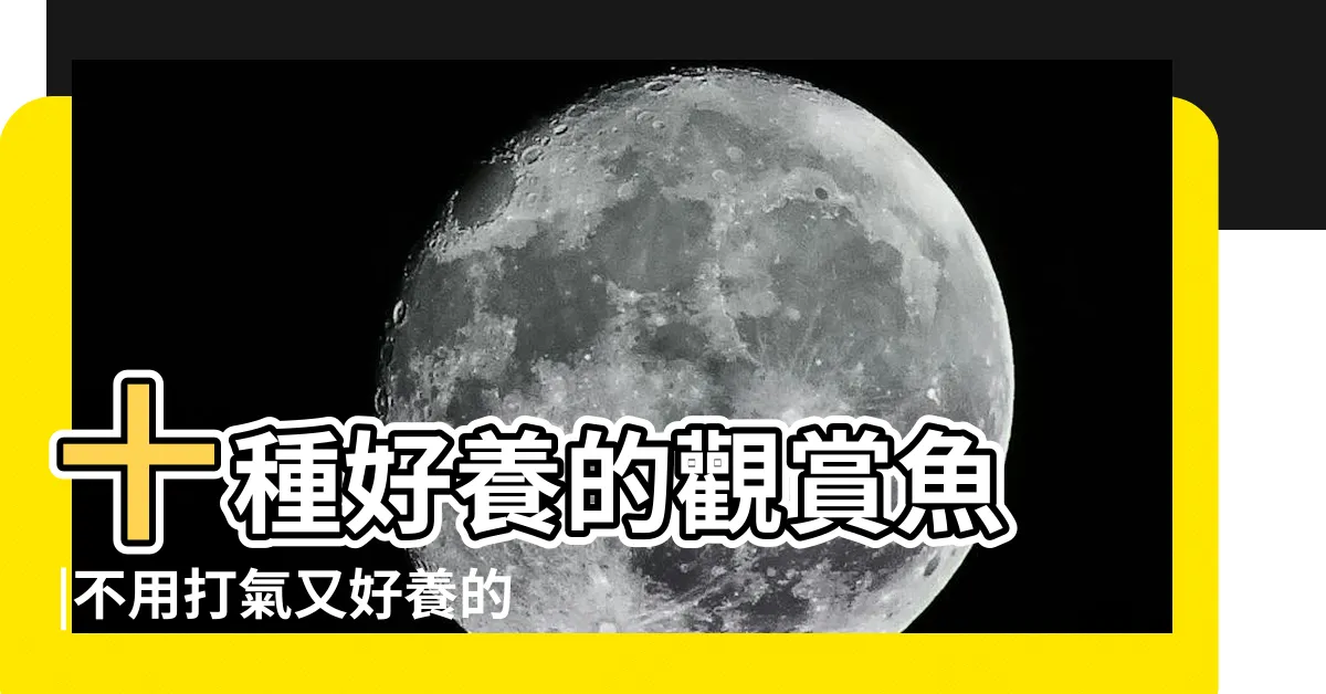 【超好養的魚】十種好養的觀賞魚 |不用打氣又好養的魚 |療癒水族箱 |