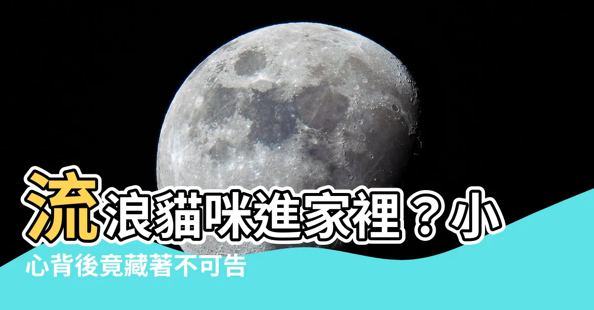 【貓進屋】流浪貓咪進家裡？小心背後竟藏著不可告人的寓意...