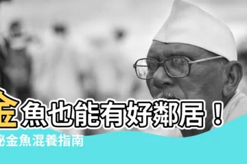 【金魚可以跟什麼魚一起養】金魚也能有好鄰居！揭秘金魚混養指南