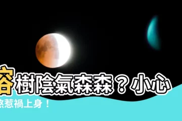 【榕樹陰】榕樹陰氣森森？小心犯煞惹禍上身！