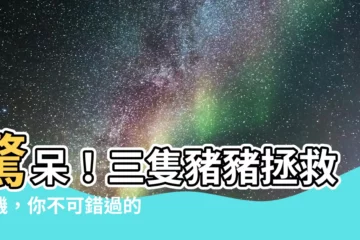【豬】驚呆！三隻豬豬拯救危機，你不可錯過的寵物英雄傳奇！