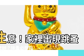 【家裡出現跳蚤】注意！家裡出現跳蚤怎麼辦？除蚤必學指南