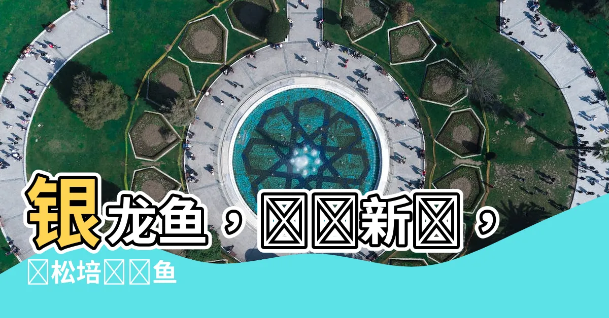 【銀龍魚】銀龍魚，養寵新寵，輕鬆培養愛魚