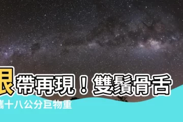 【銀帶】銀帶再現！雙鬚骨舌魚攜十八公分巨物重磅回歸