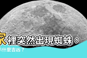 【家裡突然出現蜘蛛】家裡突然出現蜘蛛，預示什麼吉凶？