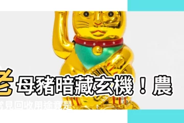 【老母豬】老母豬暗藏玄機！農村常見回收用途竟是這些