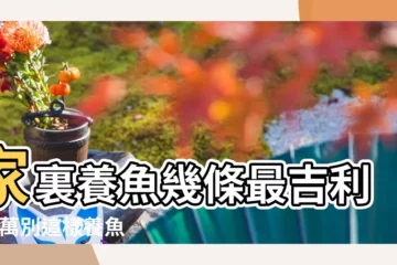 【家裏養幾條魚為好】家裏養魚幾條最吉利 |千萬別這樣養魚 |又擺放在哪裏好呢 |