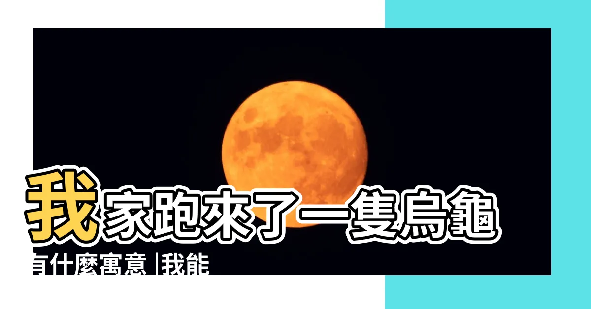 【一隻烏龜】我家跑來了一隻烏龜有什麼寓意 |我能養嗎 |一隻烏龜的暗戀 |