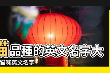 【好聽的英文名字貓咪】貓品種的英文名字大全 |貓咪英文名字大全 |好聽的貓咪名字英文母貓 |