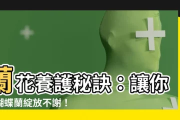 【蘭花養護】蘭花養護秘訣：讓你的蝴蝶蘭綻放不謝！