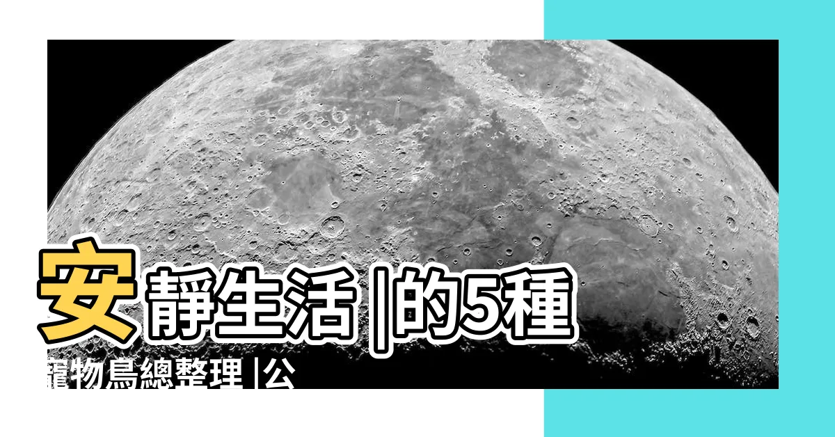 【好養的鳥】安靜生活 |的5種寵物鳥總整理 |公開讓鳥寶 |