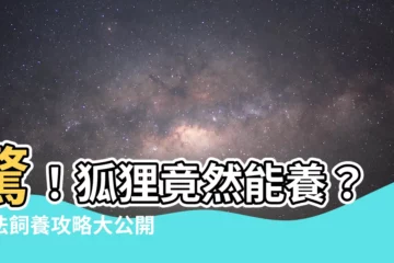 【狐狸可以養嗎】驚！狐狸竟然能養？合法飼養攻略大公開！