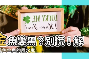 【金魚黑色】金魚變黑？別慌！解密黑色金魚的風水寓意與原因大全