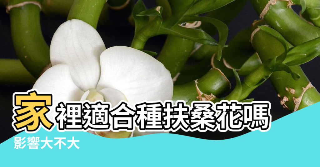 【扶桑花 風水】家裡適合種扶桑花嗎 |影響大不大 |家裡養扶桑花好不好有忌諱嗎扶桑花的風水作用介紹 |