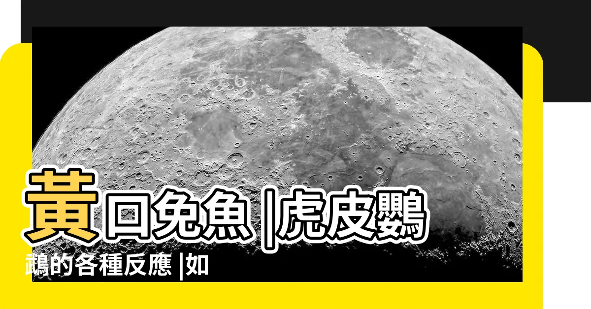 【虎皮魟】黃口免魚 |虎皮鸚鵡的各種反應 |如何從身體動作看出鸚鵡的情緒表現 |