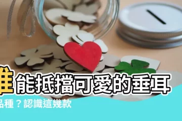 【垂耳狗品種】誰能抵擋可愛的垂耳狗品種？認識這幾款迷人狗狗！