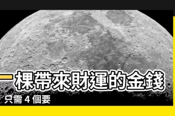 【金錢樹照顧】一棵帶來財運的金錢樹，只需 4 個要點即可輕鬆養出！