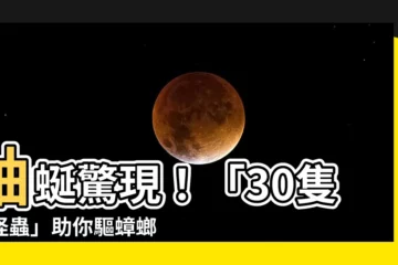 【蚰延】蚰蜒驚現！「30隻腳怪蟲」助你驅蟑螂