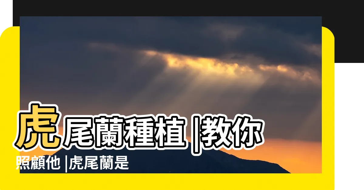 【虎皮蘭種植】虎尾蘭種植 |教你照顧他 |虎尾蘭是多肉植物嗎 |