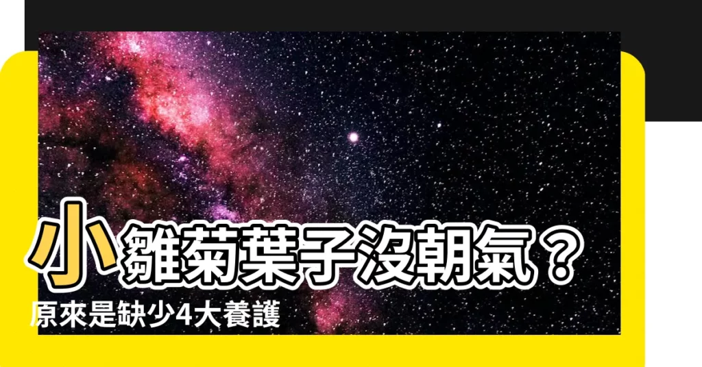 【小雛菊葉子】小雛菊葉子沒朝氣？原來是缺少4大養護關鍵！