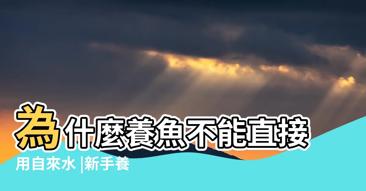 【自來水可以養魚嗎】為什麼養魚不能直接用自來水 |新手養魚用水介紹 |新手村mission |