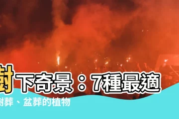 【樹下植物】樹下奇景：7種最適合樹葬、盆葬的植物