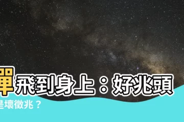 【蟬飛到身上】蟬飛到身上：好兆頭還是壞徵兆？