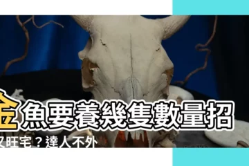 【金魚要養幾隻】金魚要養幾隻數量招財又旺宅？達人不外傳的風水秘訣！