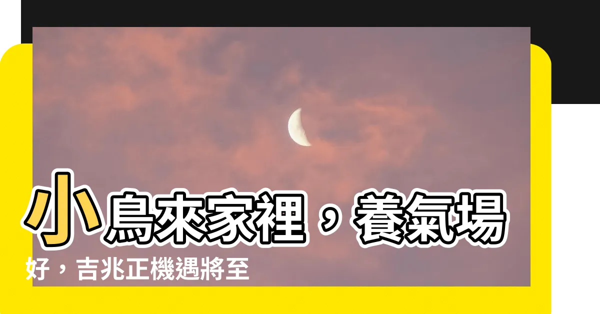 【小鳥來家裡】小鳥來家裡，養氣場好，吉兆正機遇將至！