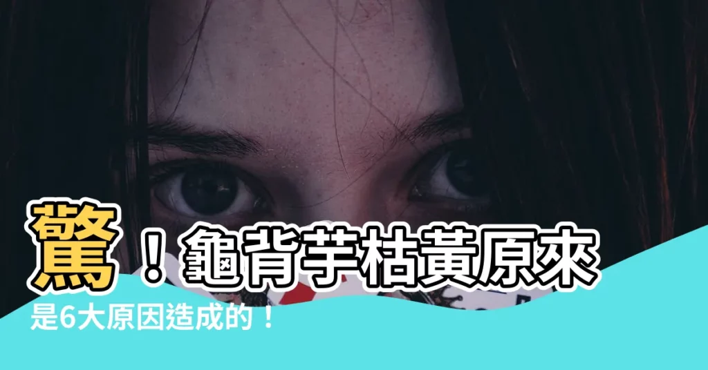 【龜背芋 枯黃】驚！龜背芋枯黃原來是6大原因造成的！終極救星在這
