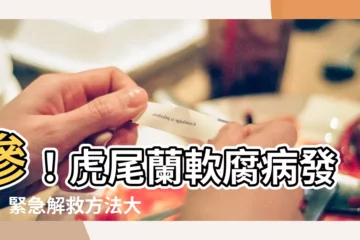 【虎尾蘭軟腐病】慘！虎尾蘭軟腐病發作！緊急解救方法大公開！