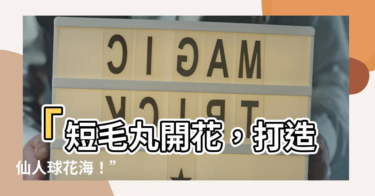 【短毛丸開花】「短毛丸開花，打造仙人球花海！”