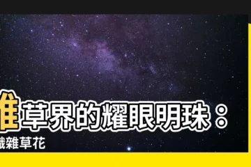 【雜草花】雜草界的耀眼明珠：認識雜草花