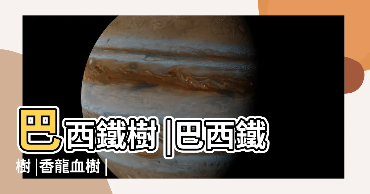 【巴西鐵樹】巴西鐵樹 |巴西鐵樹 |香龍血樹 |