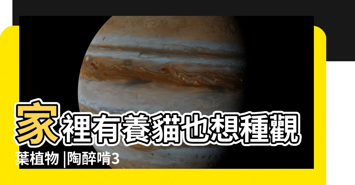 【袖珍椰子 貓】家裡有養貓也想種觀葉植物 |陶醉啃3分鐘 |2喵星人秒衝桌上 |
