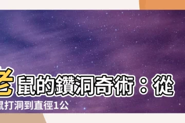 【老鼠鑽洞】老鼠的鑽洞奇術：從老鼠打洞到直徑1公分的洞，牠們能鑽過嗎？